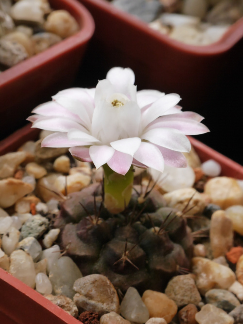 Gymnocalycium anisitsii v. volkerii STO 98-1408/1 #kaktusy