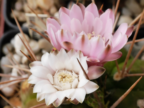 Gymnocalycium euryplerum #kaktusy