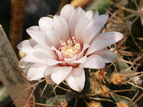 Gymnocalycium hyptiacanthum ‘odoratum’ #kaktusy