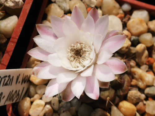 Gymnocalycium anisitsii v. volkerii STO 98-1408/1 #kaktusy