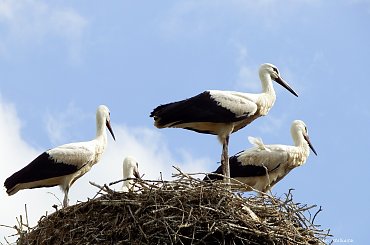czekają na drugą dostawę jedzonka :) #bociany #Chomiąża #lato #ptaki