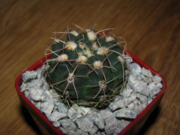 GYMNOCALYCIUM MILTII V. ROSEIFLORUM GN 169/488