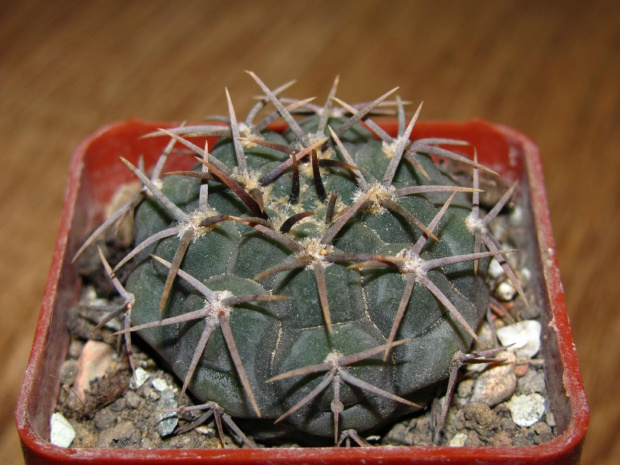 GYMNOCALYCIUM SP. LB 1353 - opisane obecnie jako vatteri