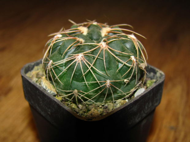 GYMNOCALYCIUM SUTTERIANUM TOM 07-190/1