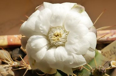 Gymnocalycium anisitsii Strigl #kaktusy
