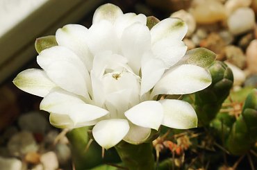 Gymnocalycium anisitsii #kaktusy