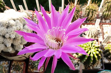 Echinopsis hybr. #kaktusy