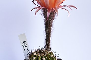 Echinopsis hybride 32-2005 #kaktusy