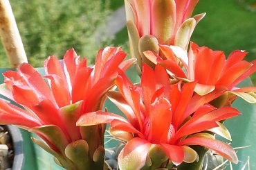 Gymnocalycium baldianum #kaktusy