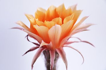 Echinopsis hybride 32-2005 #kaktusy