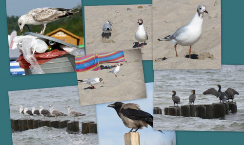 Ptaki na plaży;