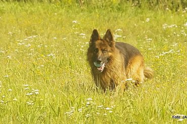 Parys i Tobi #GILDOWiernyDruh #OwczarkiNiemieckie #Parys #PsieZaprzęgi #Tobi