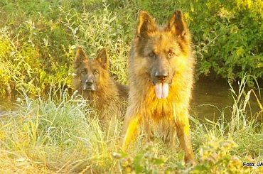 Parys i Tobi #GILDOWiernyDruh #OwczarkiNiemieckie #Parys #PsieZaprzęgi #Tobi