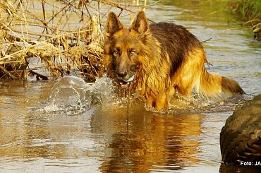 Parys i Tobi #GILDOWiernyDruh #OwczarkiNiemieckie #Parys #PsieZaprzęgi #Tobi