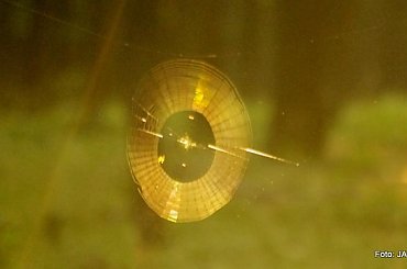 Parys i Tobi #GILDOWiernyDruh #OwczarkiNiemieckie #Parys #PsieZaprzęgi #Tobi