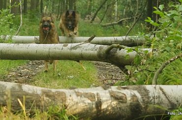 Parys i Tobi #GILDOWiernyDruh #OwczarkiNiemieckie #Parys #PsieZaprzęgi #Tobi