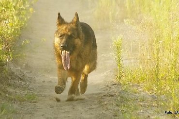 Parys i Tobi #GILDOWiernyDruh #OwczarkiNiemieckie #Parys #PsieZaprzęgi #Tobi