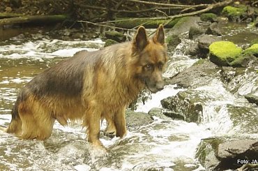 #GILDOWiernyDruh #OwczarkiNiemieckie #Parys #PsieZaprzęgi #Tobi