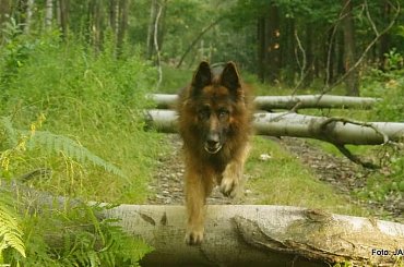 Parys i Tobi #GILDOWiernyDruh #OwczarkiNiemieckie #Parys #PsieZaprzęgi #Tobi