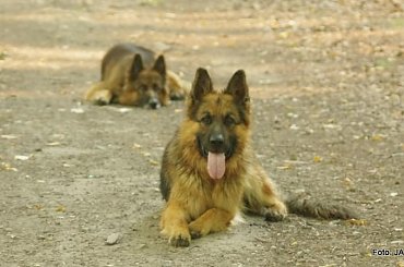 Parys i Tobi #GILDOWiernyDruh #OwczarkiNiemieckie #Parys #PsieZaprzęgi #Tobi