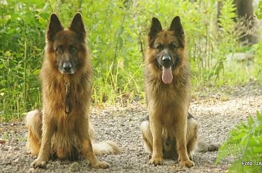 Parys i Tobi #GILDOWiernyDruh #OwczarkiNiemieckie #Parys #PsieZaprzęgi #Tobi