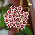 Hoya halophila IML 1116