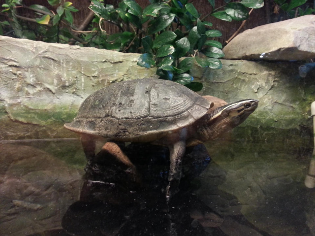 żółw sundajski