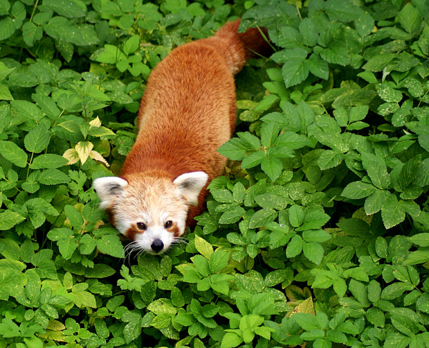 panda czerwona ...