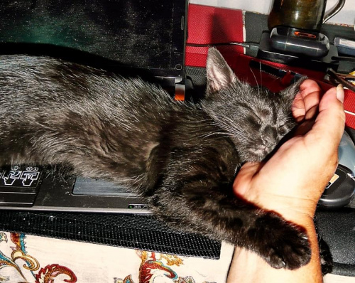 usnę na poduszce twojej dłoni... #zwierzęta #koty